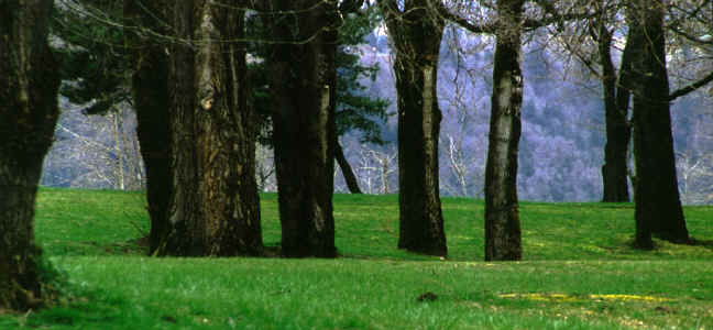 Dark Trees.jpg (85680 bytes)