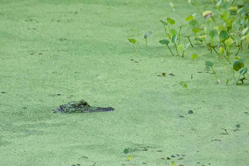 Green Gator _MG_9968 print 10 x15
