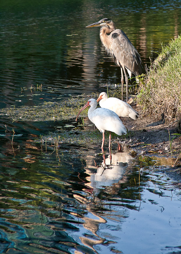 Pond Pause _MG_1454-Edit 14 x 10 print