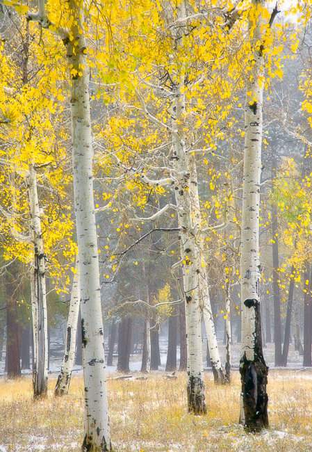 Aspens at North Rim
