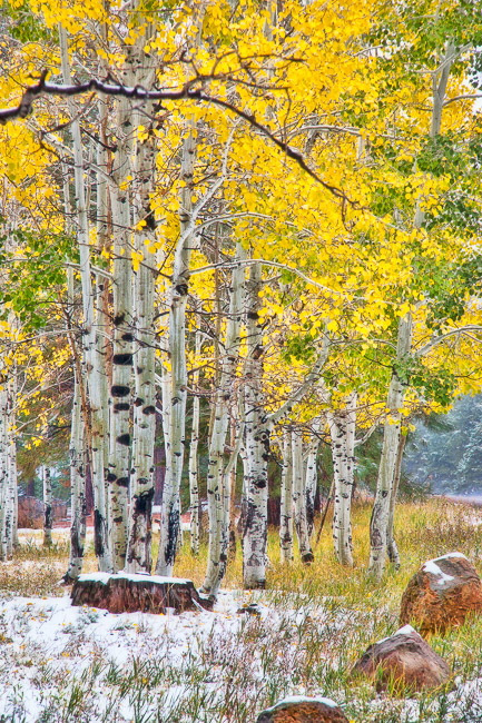 Aspens in Snow