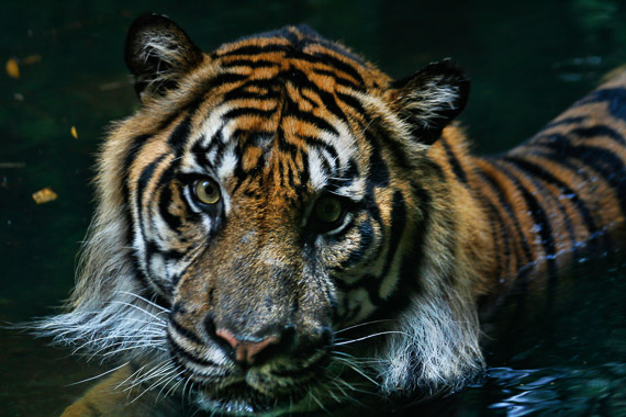 Swimming Tiger