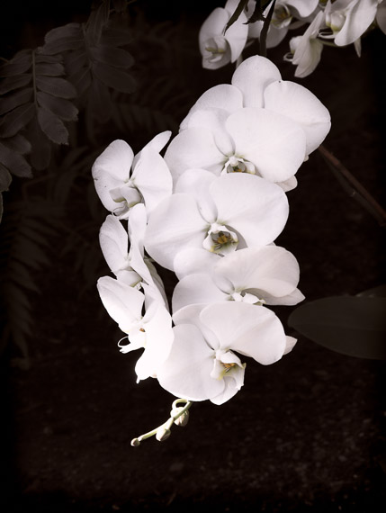 White Orchid
