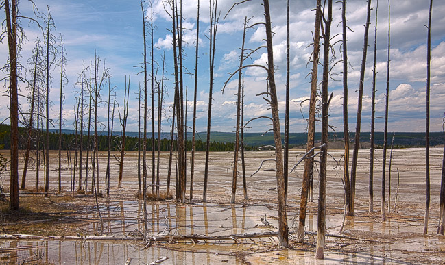 Dead Lodgepoles in Geyser Basin